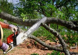 Best Tree Trimming and Pruning  in Forest Heights, MD